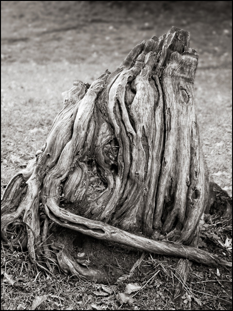 Tree Stump