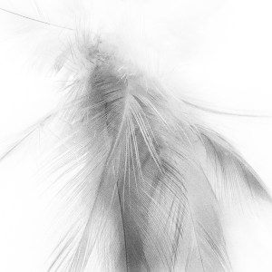 March 29 - Feathers