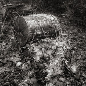 Log and undergrowth