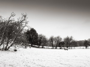 Stoneleigh - January 2013