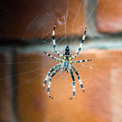 spider-00002