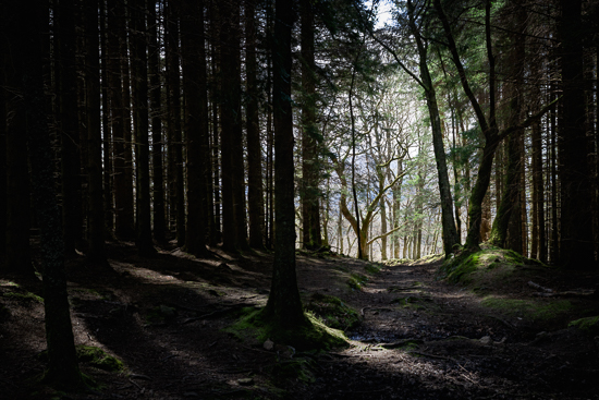 Laggan Wood