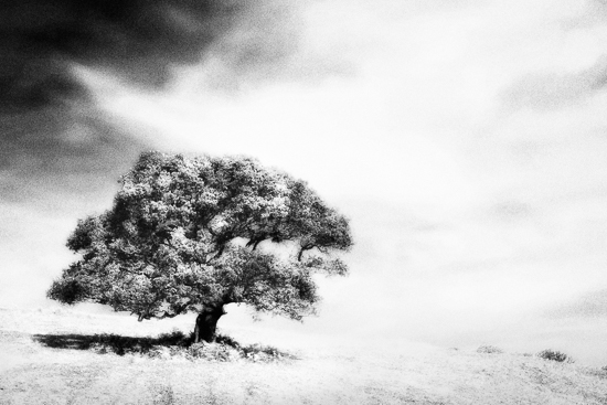 Infra-red-26342