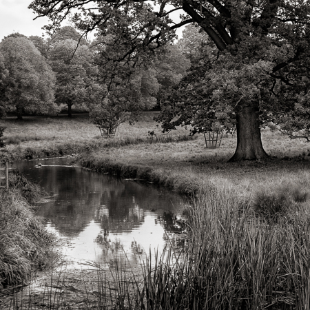 charlecote_trees-31757