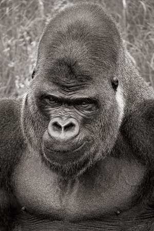 gorilla-34449