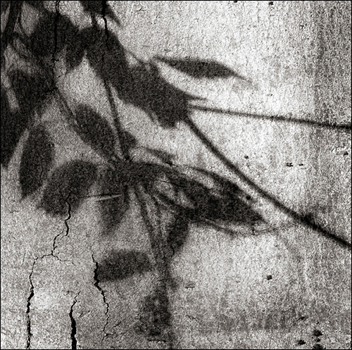 Shadows of Growth